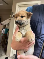 Hiroshi, a male Shiba Inu for sale in Los Angeles, CA – Photo 2 of 2