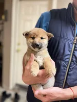 Hiroshi, a male Shiba Inu for sale in Los Angeles, CA – Photo 1 of 2