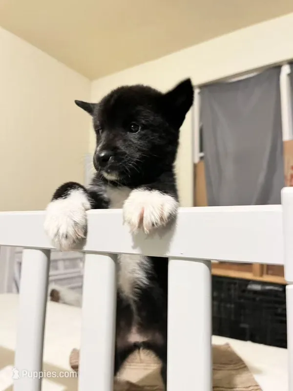 Bear – Shiba Inu puppy for sale in Los Angeles, CA
