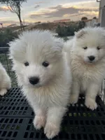Boba, a male Samoyed for sale in Los Angeles, CA – 2 of 2