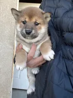 Mochi, a female Shiba Inu for sale in Los Angeles, CA – Photo 2 of 4