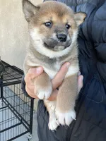 Mochi, a female Shiba Inu for sale in Los Angeles, CA – Photo 4 of 4