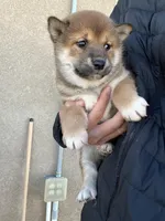 Mochi, a female Shiba Inu for sale in Los Angeles, CA – Photo 3 of 4