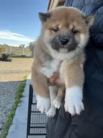 Mochi, a female Shiba Inu for sale in Los Angeles, CA – Photo 1 of 4