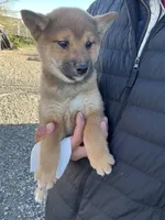 Ruby, a male Shiba Inu for sale in Los Angeles, CA – Photo 2 of 3