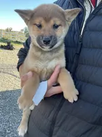 Ruby, a male Shiba Inu for sale in Los Angeles, CA – Photo 1 of 3