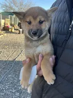 Ruby, a male Shiba Inu for sale in Los Angeles, CA – Photo 3 of 3