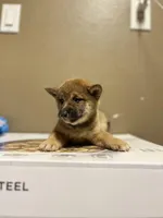 Kenji, a male Shiba Inu for sale in Los Angeles, CA – Photo 1 of 2