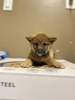 Kenji, a male Shiba Inu for sale in Los Angeles, CA – Photo 2 of 2