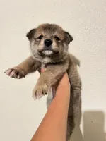 Max, a male Shiba Inu for sale in Los Angeles, CA – 2 of 3