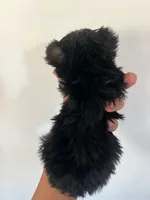Yoda, a male Yorkshire Terrier for sale in Los Angeles, CA – 4 of 4