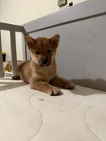 Kuma, a male Shiba Inu for sale in Los Angeles, CA – 1 of 3