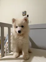 Mochi, a female Samoyed for sale in Los Angeles, CA – 2 of 3