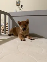 Kuma, a male Shiba Inu for sale in Los Angeles, CA – 2 of 3
