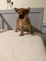 Kuma, a male Shiba Inu for sale in Los Angeles, CA – 3 of 3