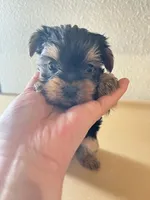 Chloe, a female Yorkshire Terrier for sale in Los Angeles, CA – 3 of 5