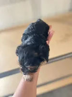 Chloe, a female Yorkshire Terrier for sale in Los Angeles, CA – 4 of 5