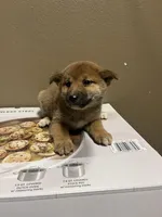 Suki, a female Shiba Inu for sale in Los Angeles, CA – Photo 2 of 2