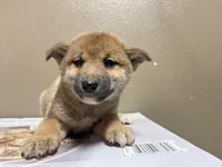 Suki, a female Shiba Inu for sale in Los Angeles, CA – Photo 1 of 2