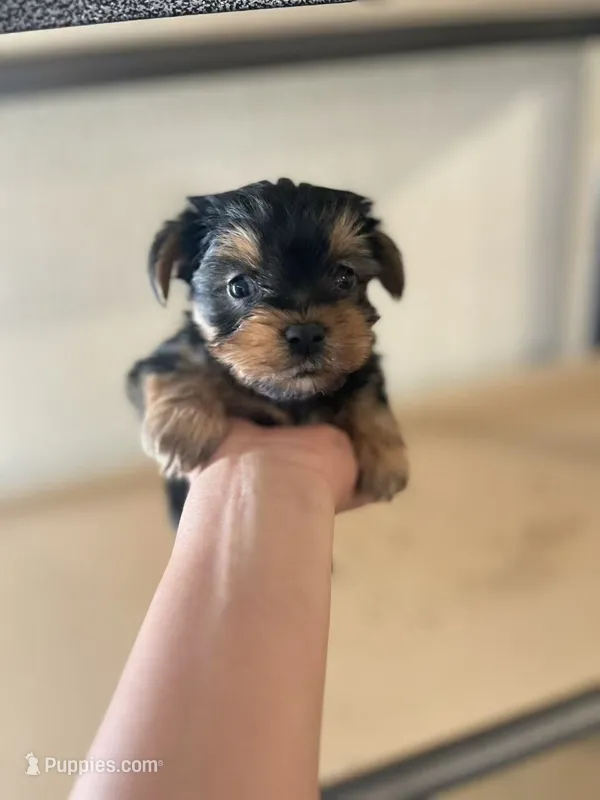 Chloe – Yorkshire Terrier puppy for sale in Los Angeles, CA
