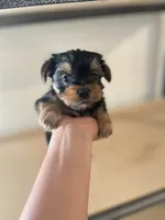 Chloe, a female Yorkshire Terrier for sale in Los Angeles, CA – 1 of 5