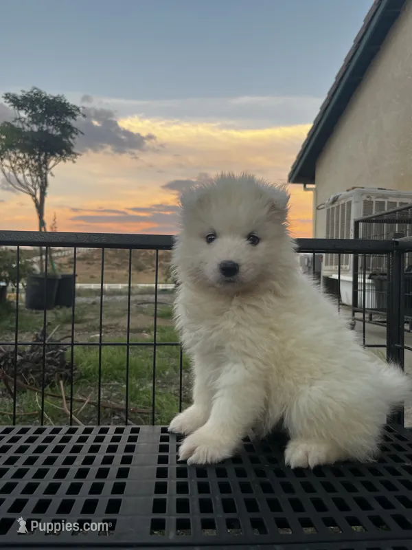 Yuki – Samoyed puppy for sale in Los Angeles, CA