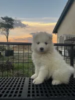 Yuki, a female Samoyed for sale in Los Angeles, CA – 1 of 3