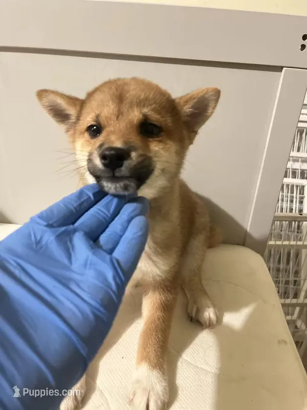 Kuma – Shiba Inu puppy for sale in Los Angeles, CA