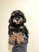 Charlie, a male Yorkshire Terrier for sale in Los Angeles, CA – 1 of 2