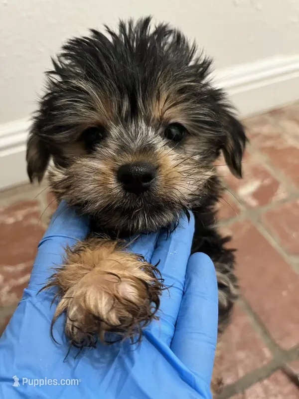 Charlie – Yorkshire Terrier puppy for sale in Los Angeles, CA