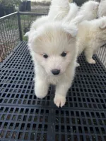 Yuki, a female Samoyed for sale in Los Angeles, CA – 3 of 3