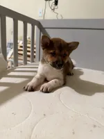 Daisuke, a female Shiba Inu for sale in Los Angeles, CA – 2 of 3