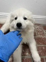 Bubble, a male Samoyed and Golden Retriever for sale in Los Angeles, CA – 5 of 5