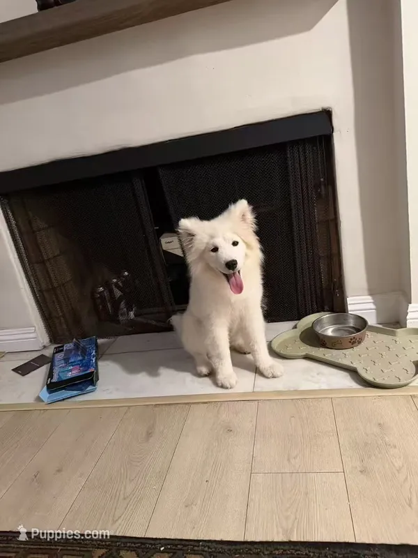 Sally – Samoyed puppy for sale in Los Angeles, CA