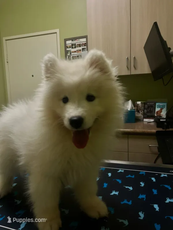 Hana – Samoyed puppy for sale in Los Angeles, CA