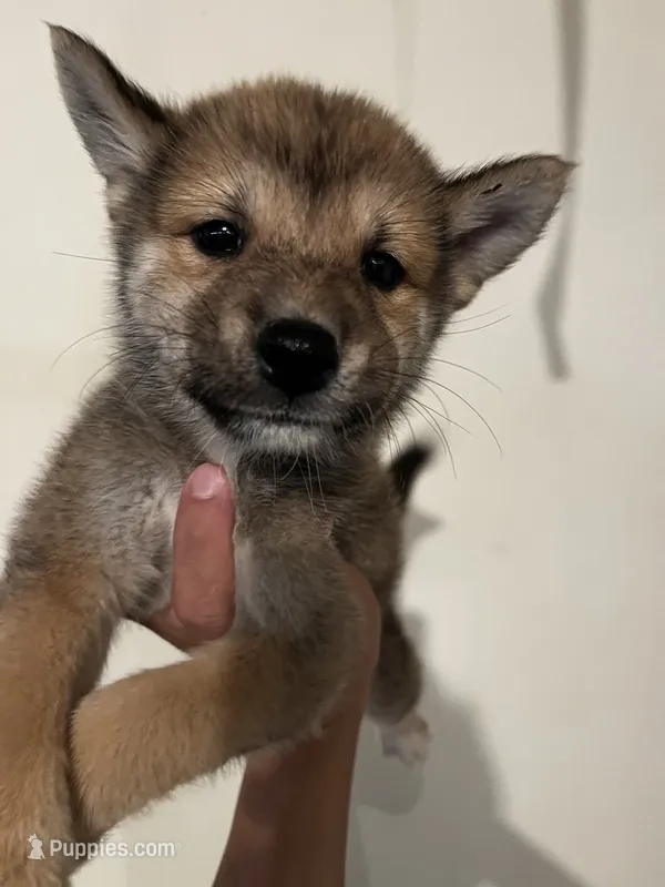 Mini – Shiba Inu puppy for sale in Los Angeles, CA