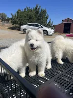 Dodo, a female Samoyed for sale in Los Angeles, CA – 2 of 3
