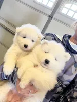 Dodo, a female Samoyed for sale in Los Angeles, CA – 3 of 3