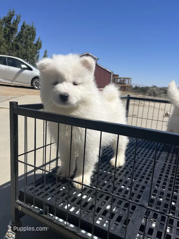 Dodo – Samoyed puppy for sale in Los Angeles, CA