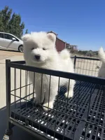 Dodo, a female Samoyed for sale in Los Angeles, CA – 1 of 3