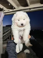 Dodo, a male Samoyed for sale in Los Angeles, CA – Photo 2 of 2