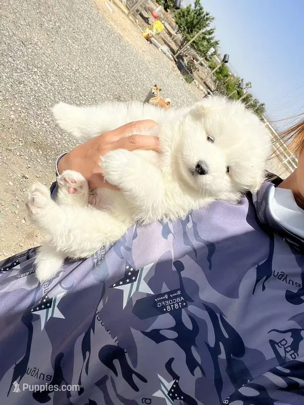 Dodo – Samoyed puppy for sale in Los Angeles, CA