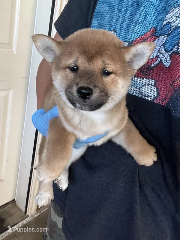 Daisuke, a male Shiba Inu for sale in Los Angeles, CA – Photo 1 of 3