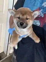 Daisuke, a male Shiba Inu for sale in Los Angeles, CA – Photo 1 of 3