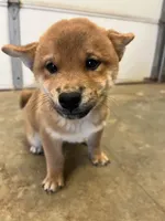 Daisuke, a male Shiba Inu for sale in Los Angeles, CA – Photo 2 of 4