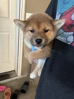 Daisuke, a male Shiba Inu for sale in Los Angeles, CA – Photo 2 of 3