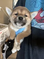 Daisuke, a male Shiba Inu for sale in Los Angeles, CA – Photo 3 of 3