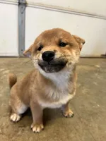 Daisuke, a male Shiba Inu for sale in Los Angeles, CA – Photo 4 of 4