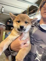 Daisuke, a male Shiba Inu for sale in Los Angeles, CA – Photo 3 of 4