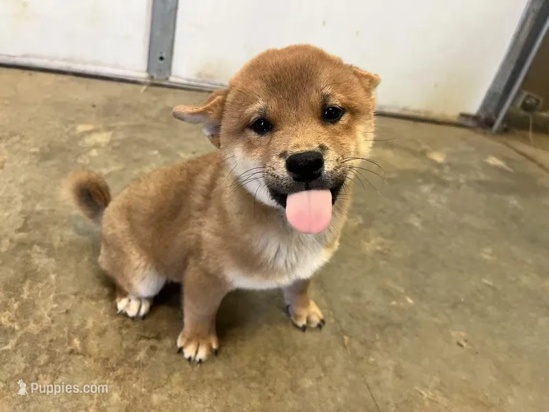 Daisuke – Shiba Inu puppy for sale in Los Angeles, CA